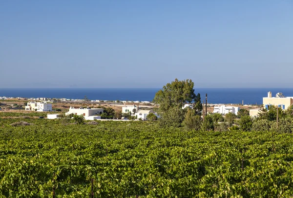 Santorini vineyard landscape — Stock Photo, Image