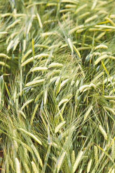 Barley field — Stock Photo, Image