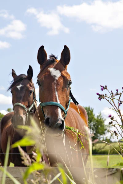 Dois cavalos comendo — Fotografia de Stock