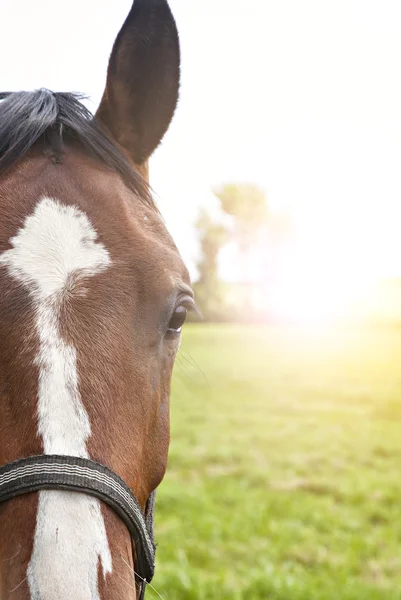 Retrato de caballo —  Fotos de Stock