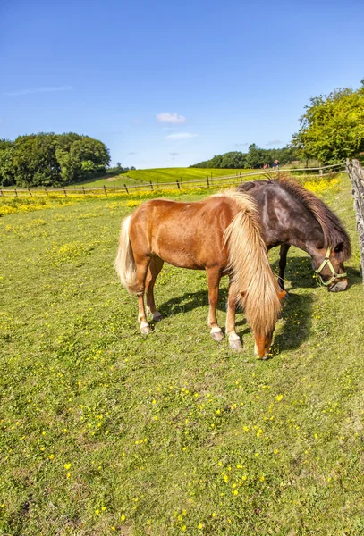 Ponis de pastoreo —  Fotos de Stock