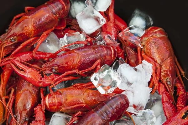 Crayfish and ice — Stock Photo, Image