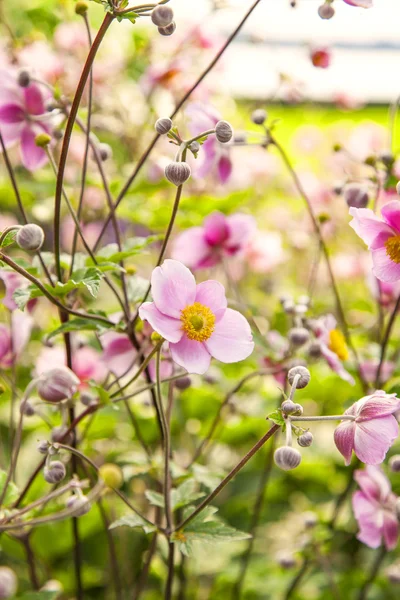 Pink chinease anemone — Stock Photo, Image