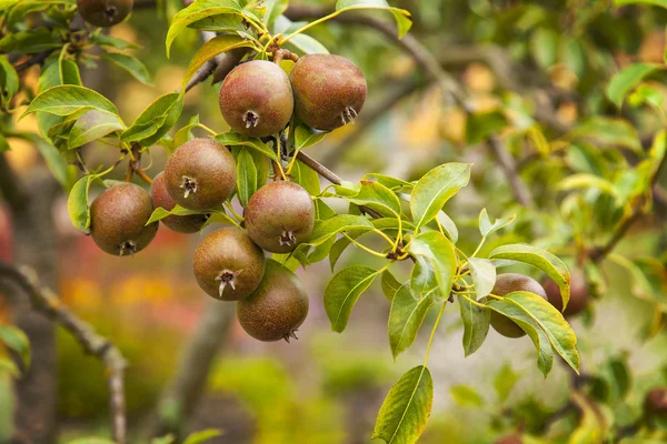 Pear trees — Stock Photo, Image