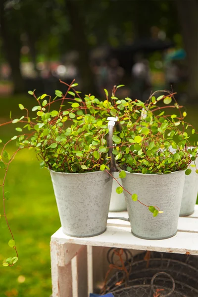 Ömtåliga tråd Vine — Stockfoto