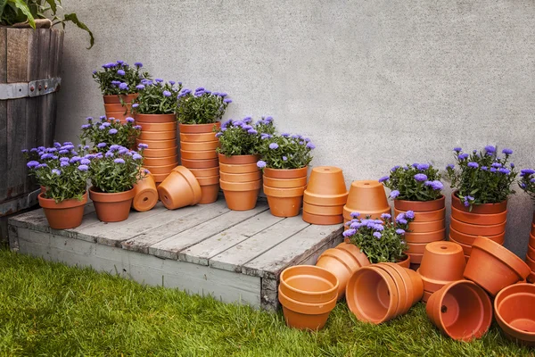 Panelas de plantas — Fotografia de Stock