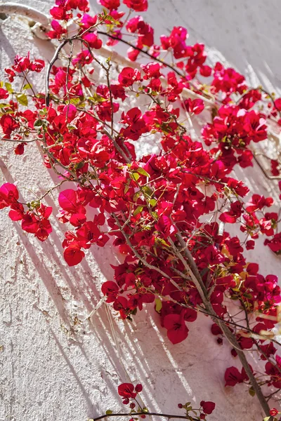 Bougainvillea plant — Stock Photo, Image