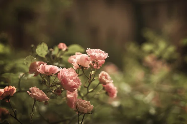 Roses in evening light — Zdjęcie stockowe