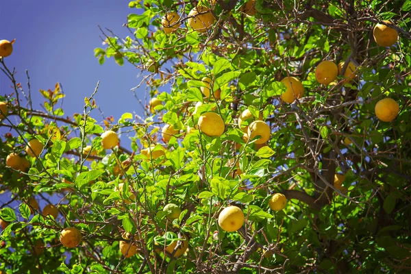 Lemon tree — Stock Photo, Image