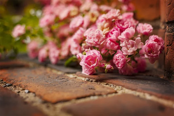 Delicate pink roses — Stock Photo, Image