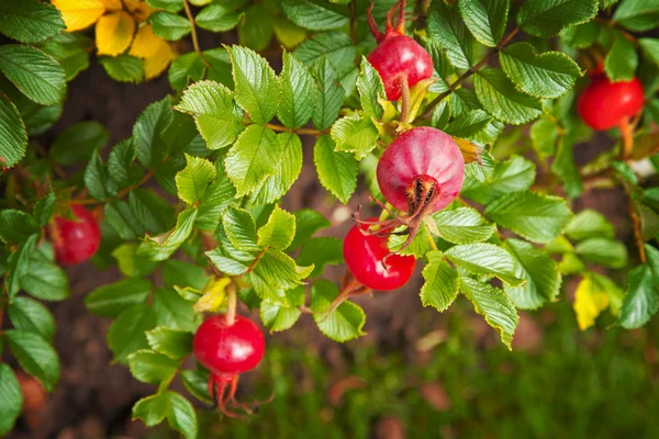 Rose hip bush — Stockfoto