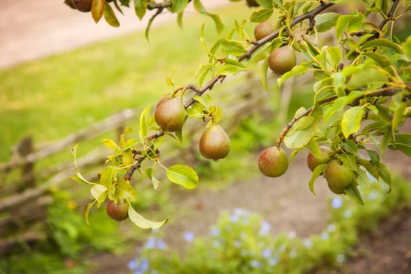 Pear branches — Stock Photo, Image