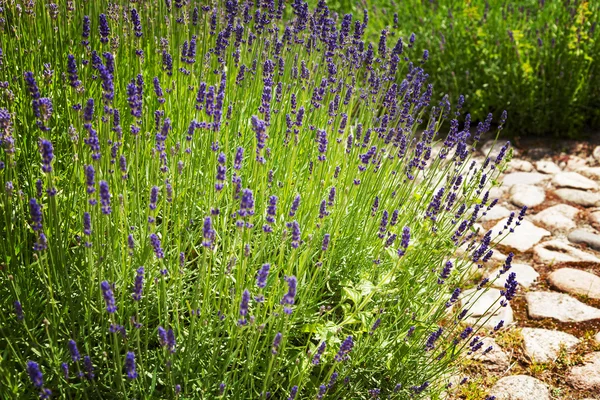 Lavender garden — Stock Photo, Image