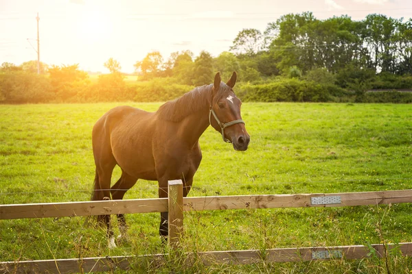 Кінь в ранковому світлі — стокове фото