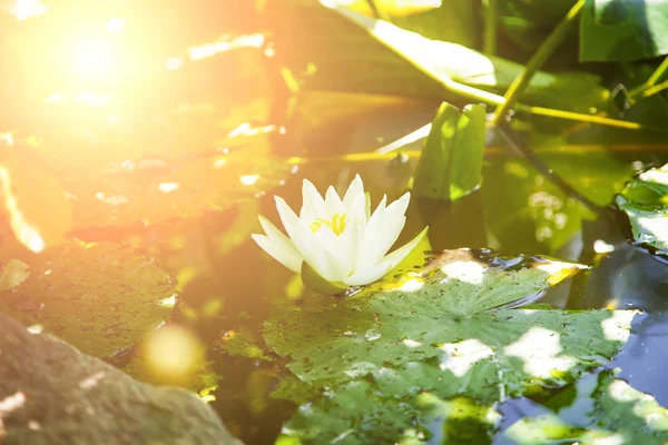 Water lilly — Stock Photo, Image