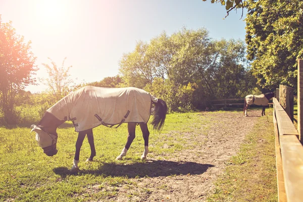 Коні в ручці з ковдрами — стокове фото