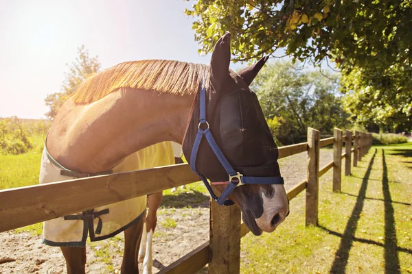 Horse with mask — Stock Photo, Image