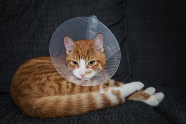 Zencefil kedi boyun koni