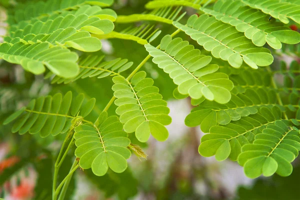 Peackock flower leaves — Stock Photo, Image