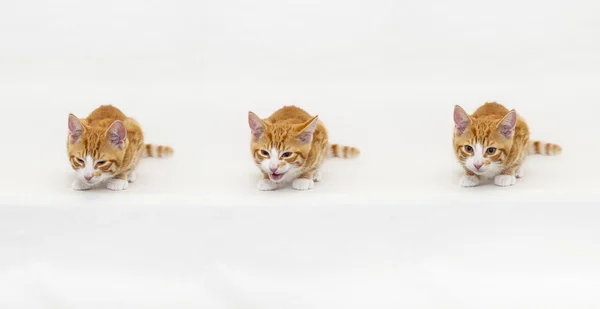 Kätzchen machen Gesichter — Stockfoto