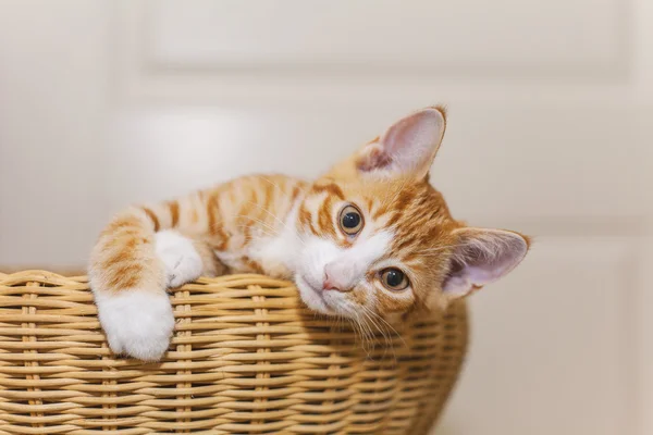 Рыжий котенок в плетеной корзине — стоковое фото