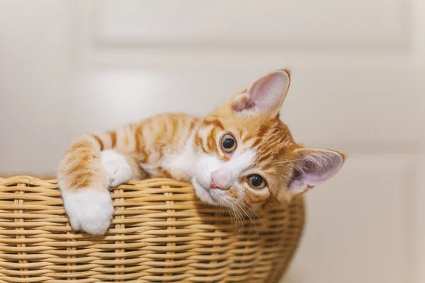 Ginger gatito en canasta de mimbre — Foto de Stock