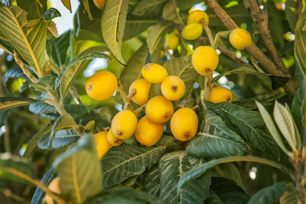 Loquat fruit tree — Stock Photo, Image