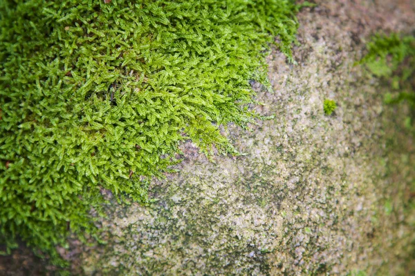 Mossy stone background — Stock Photo, Image