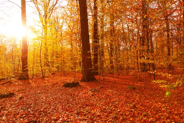 秋季森林景观 — 图库照片