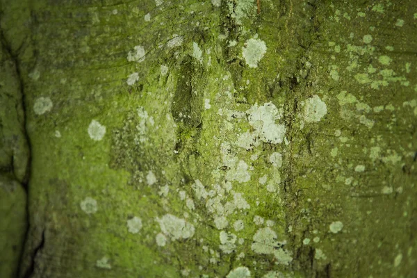Mossy tree bark — Stock Photo, Image