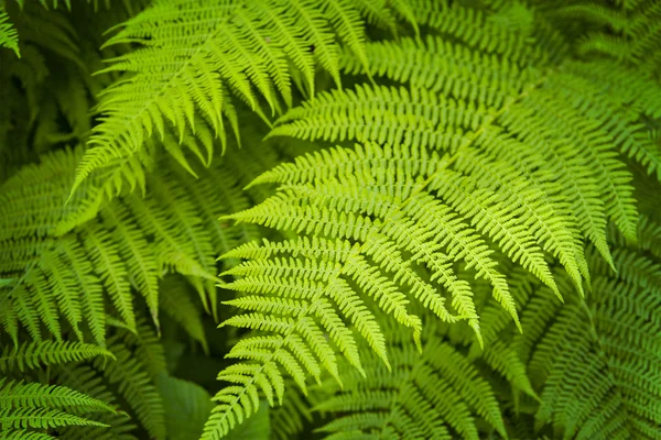 Fern plant background — Stock Photo, Image