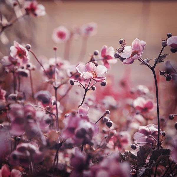 Giardino di anemone cinese — Foto Stock