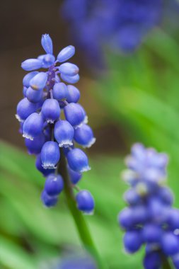 Bahçe muscari çiçek