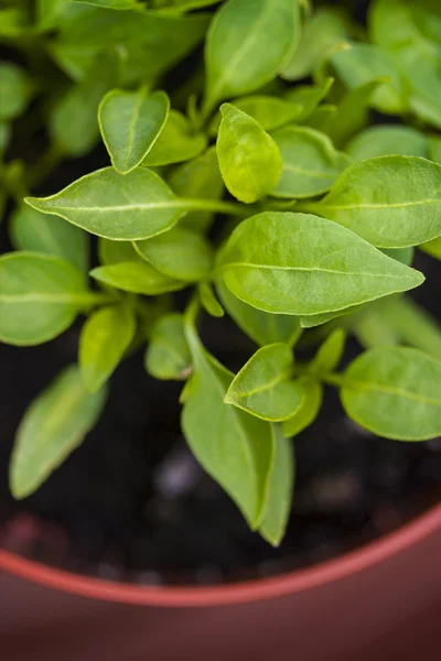 Plantas de mudas macro — Fotografia de Stock