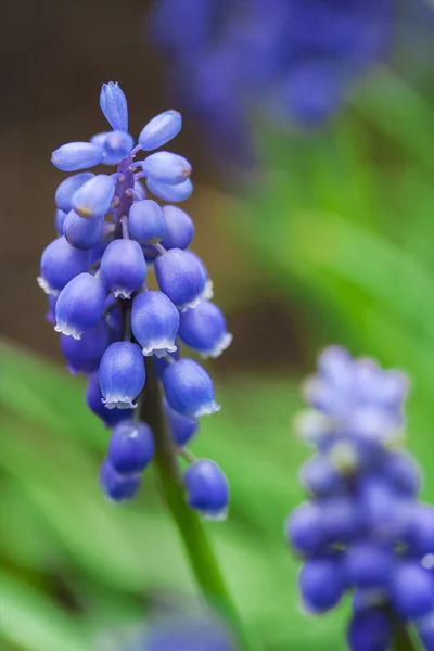 정원 muscari 꽃 — 스톡 사진