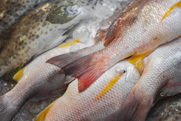 Pez pargo blanco — Foto de Stock