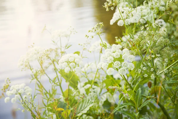 Wild aniseed plants — Stock Photo, Image