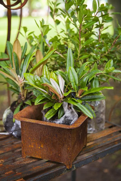 Rusty iron pot — Stock Photo, Image