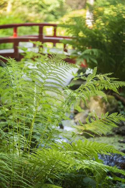Jardín de estilo japonés — Foto de Stock