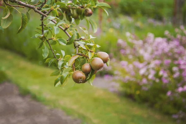 Organic pear tree — Stock Photo, Image