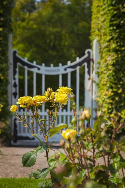 Rosas de jardín y puerta —  Fotos de Stock