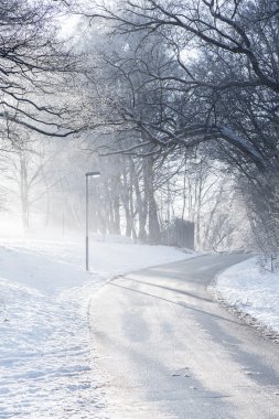 Sisli kış ormanı