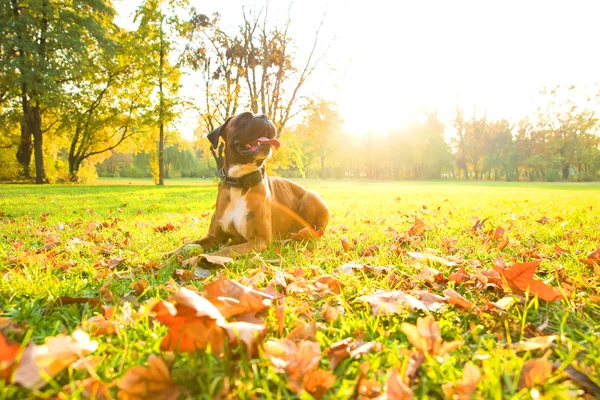 Perro Boxer en el bosque de otoño — Foto de Stock