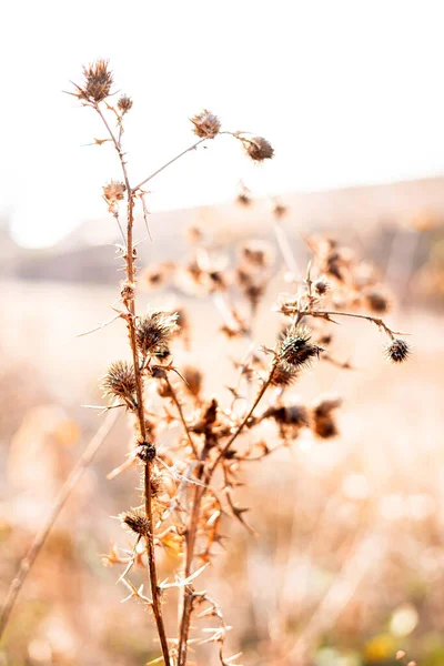 Närbild foto av växter i solljuset — Stockfoto