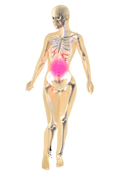 Female Anatomy - Stomach pain — Stock Photo, Image