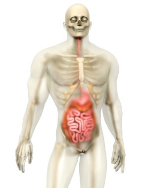 Human Anatomy visualization - Digestive system clipart