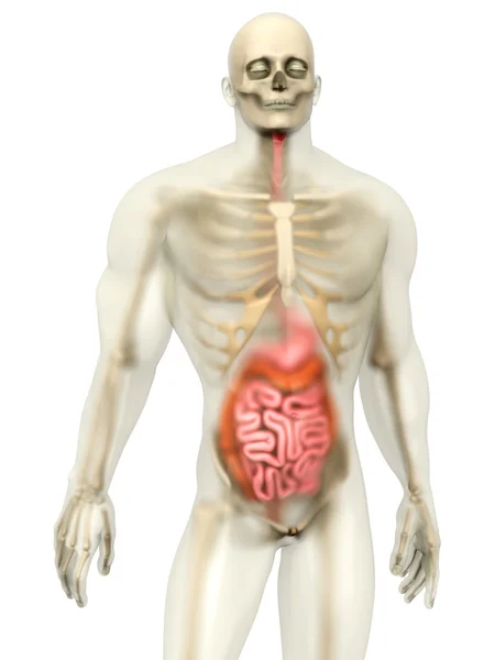 Human Anatomy visualization - Digestive system — Stock Photo, Image