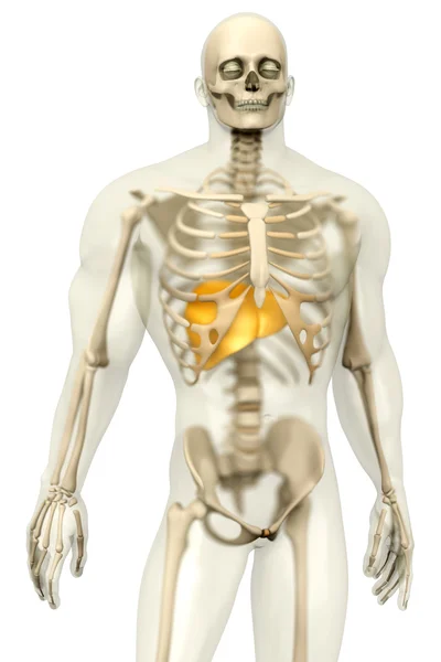 Lidské anatomie vizualizace - játra v semi transparentní Bo — Stock fotografie