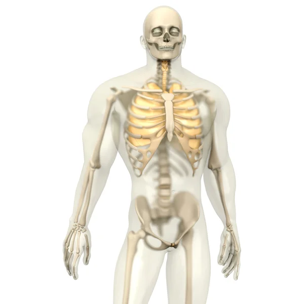 Human Anatomy visualization - the Lungs in a semi transparent Bo — Stock Photo, Image