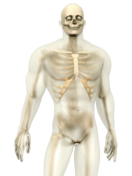 Human Anatomy visualization - Skeleton in a semi transparent Bod — Stock Photo, Image